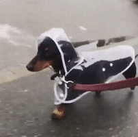 Puppy Raincoat GIF