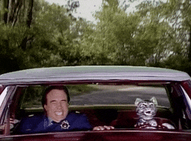 Cat Driving GIF by Saturday Night Live