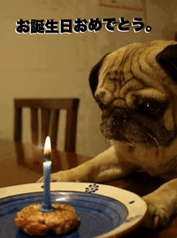 Puppy Birthday Gifs Get The Best Gif On Giphy