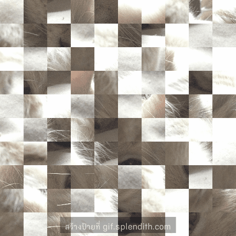 Animated GIF