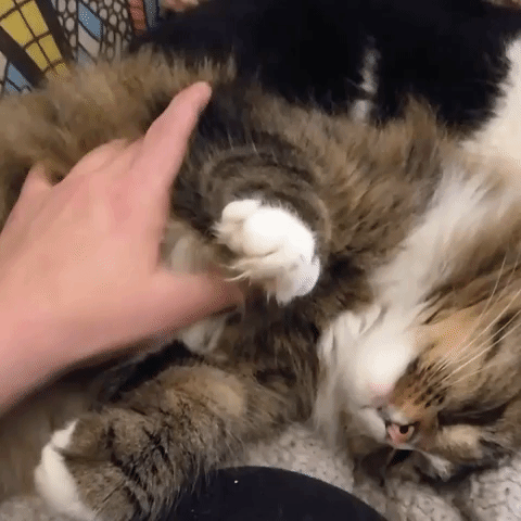#Cat GIF