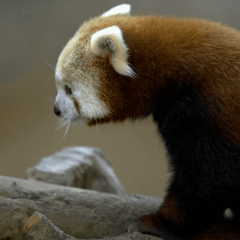 Happy San Diego Gif By San Diego Zoo Wildlife Alliance Find Share On Giphy