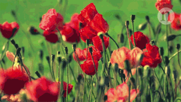 10293  GIF
