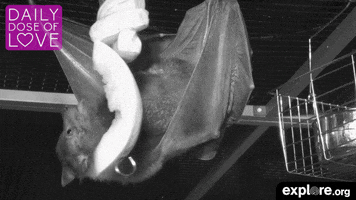 fruit bats love GIF by explore.org