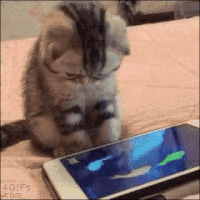 iphone cat GIF