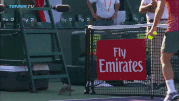 irenechernuha tennis iguana GIF
