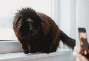 letitiaiordanescu-0322  GIF