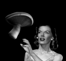 socialite mushroom contact GIF
