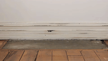 wedlock leather shoes GIF