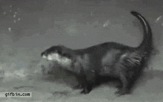 eucadu lontra GIF