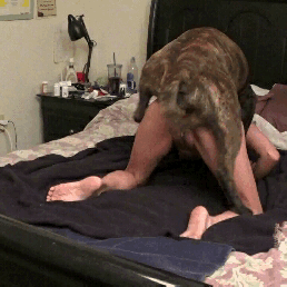 delude  GIF