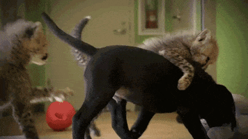 big cat GIF by Animal Planet