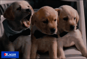 lager  GIF