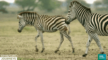 africa wildlife GIF by BBC Earth