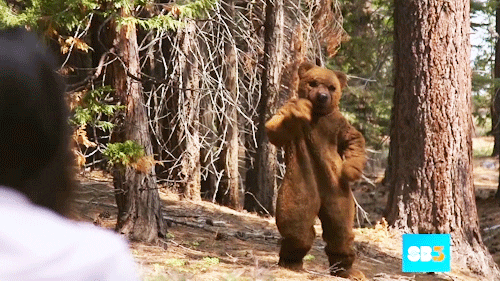 Bear Suit S Find And Share On Giphy