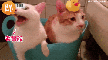 yupgr3dgemvrdxdr  GIF