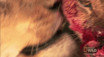 lions feast GIF by Nat Geo Wild 