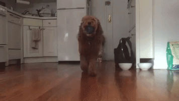 janetupadhye  GIF
