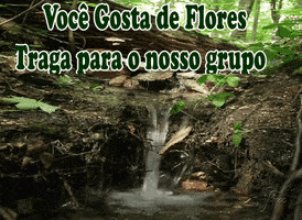 carinhoseluxogmailcom  GIF