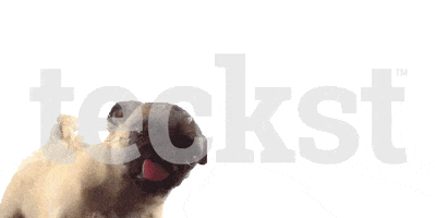 Pug GIF by Teckst