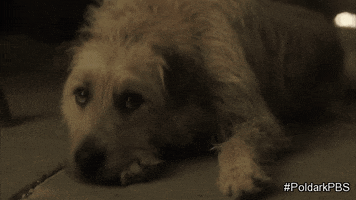 puppy can't even GIF by MASTERPIECE | PBS