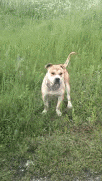 afghan bruno pit GIF