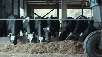 estudioabc ice cream cow road sorvete GIF