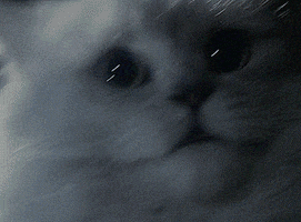 muffin hausu hausu 1977 GIF