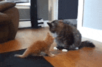 Baby Fight Gif
