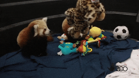 Best Baby Red Panda Gifs Primo Gif Latest Animated Gifs