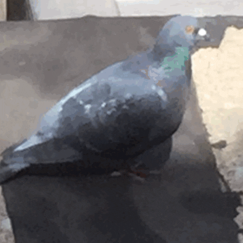 cat pigeon GIF by Andrea