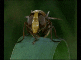 mauxuam acid fly GIF