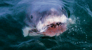 laurenbaueramc jaws GIF