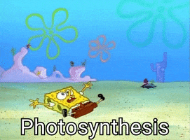myonlyalias spongebob photosynthesis GIF