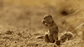 suzuki  GIF