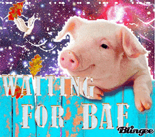 jenniferchan love waiting pig GIF