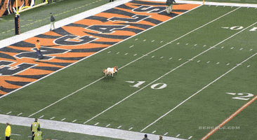 danielzakrzewski  GIF