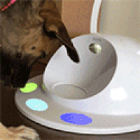 CleverPet  GIF
