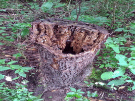 Tepbian_Kord art nature artist earth GIF