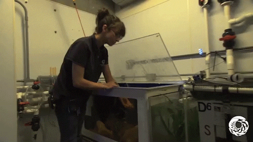 aquarist