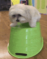 afv  funny dog cute fail