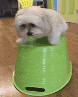 Fail Very Funny GIF by America's Funniest Home Videos