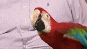 Happy Parrot Gifs Get The Best Gif On Giphy