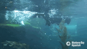 sea otter dive GIF by Monterey Bay Aquarium