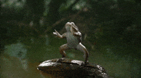 Frog Gifs Get The Best Gif On Giphy frog gifs get the best gif on giphy