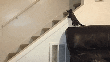 Cat Falling GIF by America's Funniest Home Videos