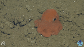 octopus scifri GIF by Science Friday