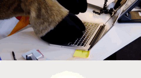 Fox TV animals office goat typing GIF