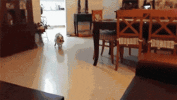 dog fail jump gta GIF