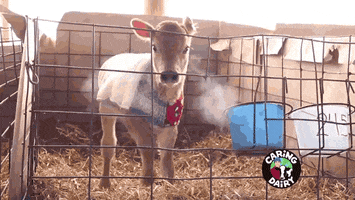 estudioabc cow vaca bezerro GIF